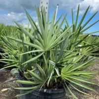 saw-palmetto-green-serenoa-repens-plantologyusa-5-6-feet-288855.webp